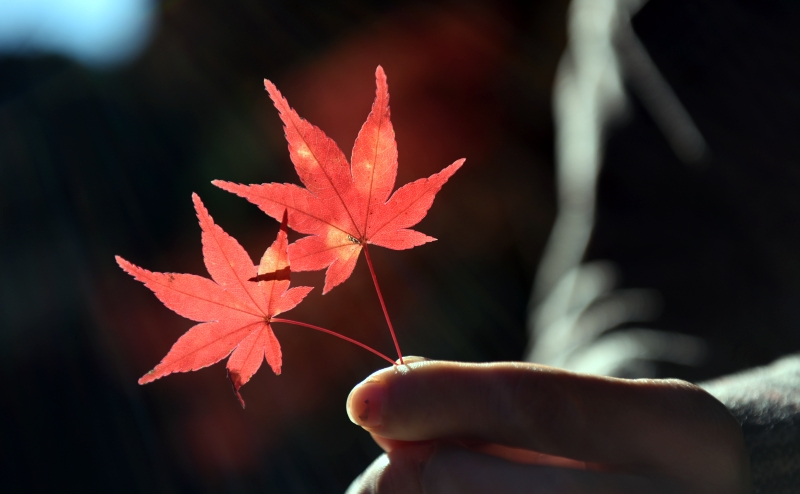 《秋の宮島》彩り豊かな紅葉
