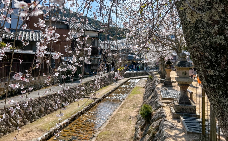 御手洗川の桜