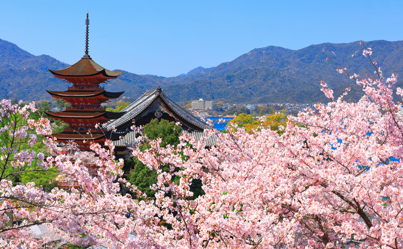 《春の宮島》多宝塔の桜